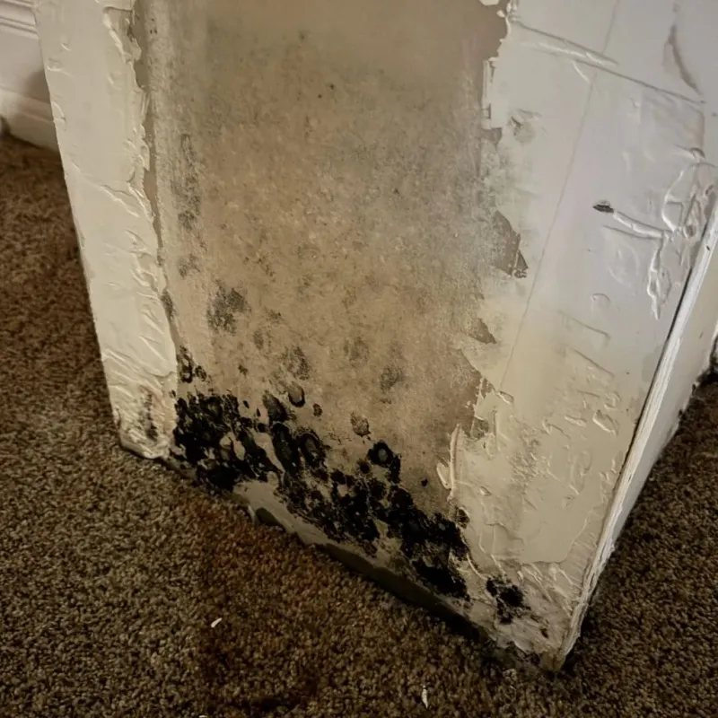 Professional Mold Removal in Maynardville, TN
